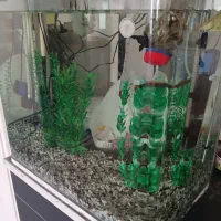 آکواریوم|ماهی|لار, |دیوار