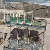 قفس پرنده(جفتگاه)