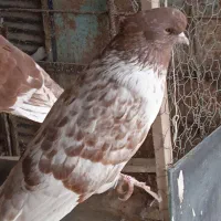 کبو تر گرگی سرکله دار|پرنده|آق قلا, |دیوار