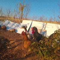 خروس سلطان ومرغ کردی واردک جوان|حیوانات مزرعه|روانسر, |دیوار