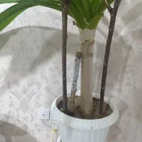 گل ذرتی|گل و گیاه طبیعی|صدرا-فارس, فاز ۱|دیوار