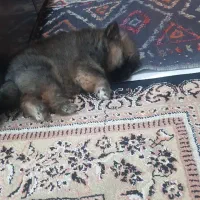 پامرانین خرسی