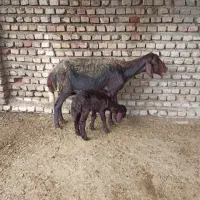 گوسفند قزل افشار شکم چهارم با بره ماده خوراک خور