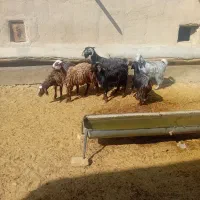 بزغاله نر شیرکم