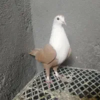 کلاغ ساده سار رنگه سینه کله جفتگاه