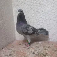 کبوتران مسافتی اصیل فروش فوری