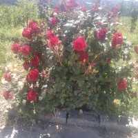 هزارمترباغشهری همراه باآبیاری هفتگی|فروش زمین و ملک کلنگی|شیراز, نیستان|دیوار