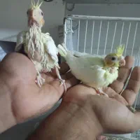 جوجه عروس و مولد