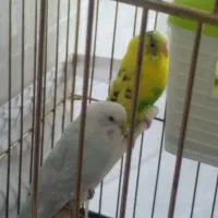 یه جفت مرغ عشق مولد