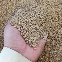 گندم چمران مادری