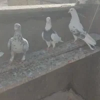 فروش ب دلیل جابجایی|پرنده|فولادشهر, A6|دیوار