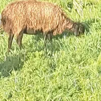 میش با بره نر