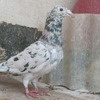 کفتر سار هفت رنگ سبز پولکی سفید