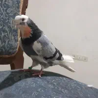 کفتر مایه دولابی