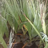 نخل پالم تنه قرمز واشنگتن ۷ماهه و ۳ساله|خدمات باغبانی و درختکاری|لیکک, |دیوار