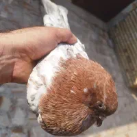 کبوتر کله ای|پرنده|کارون, |دیوار