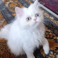 گربه پرشین