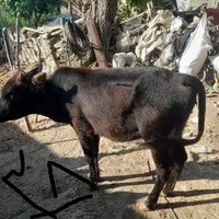 ماده گاو با گوساله نر و یک راس گاو ماده ۲ ساله|حیوانات مزرعه|مینودشت, |دیوار
