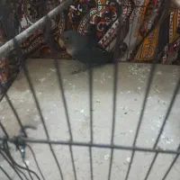 کوتوله