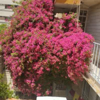 رهن و اجاره دو خوابه با وسایل
