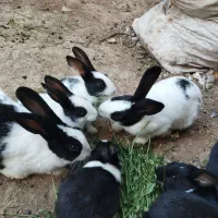 خرگوش|موش و خرگوش|پارسآباد, |دیوار