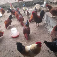 فروش ویژه خروس محلی|حیوانات مزرعه|رامسر, |دیوار