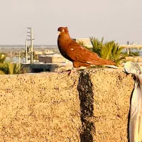 سرخ دمسفید