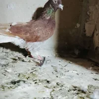 5تا کفتر|پرنده|سمنان, |دیوار