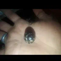 شهاب سنگ اصلش|کلکسیون اشیاء عتیقه|اسفراین, |دیوار