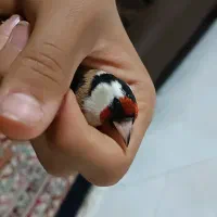 سهره نر درجه یک مهاجر روس