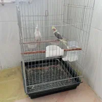 عروس هلندی
