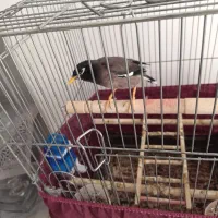 مرغ مینا سخنگو