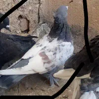 کبوتر سینه ای