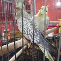 عروس هلندی|پرنده|امیدیه, |دیوار