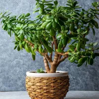 تعویض خاک گلدان در منزل