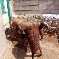 ۴عددگوسفند جوان سرحال بوغاز برای نگه داشتن|حیوانات مزرعه|اردبیل, |دیوار