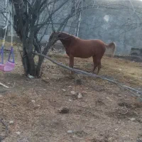 اسب|اسب و تجهیزات اسب‌سواری|الشتر, |دیوار