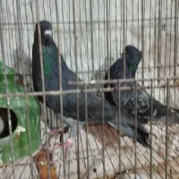 چندجفت کفترخوب|پرنده|پاکدشت, پاکدشت (مامازند)|دیوار