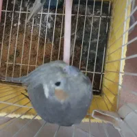 یک جفت عروس هلندی با طوطی برزیلی|پرنده|لواسان, |دیوار