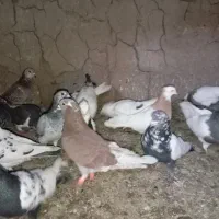 کفتر|پرنده|تربت‌حیدریه, رضاشهر|دیوار