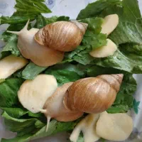 جفت حلزون|خزنده|تهران, سلیمانی|دیوار