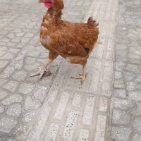 مرغ جوان محلی|حیوانات مزرعه|هشتگرد, قاسم آباد بزرگ|دیوار