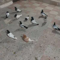 کبوتر سینه سیاه|پرنده|مشهد, شهرک رازی (شهرک غرب)|دیوار