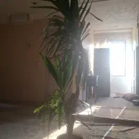 گیاه یوکا