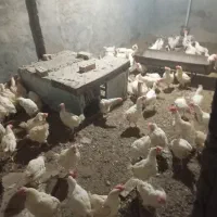 ۲۰۰عدد مرغ تخمی|حیوانات مزرعه|نیشابور, مازول|دیوار