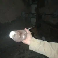 کبوتر زاغ تزعینی|پرنده|چرداول, |دیوار