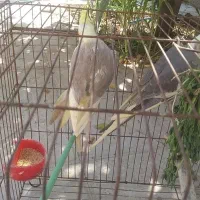 عروس هلندی