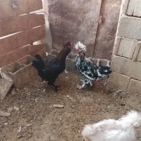 فروش خروس نژاد