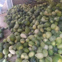 هندوانه دیم کندلان به صورت کلی یکجا