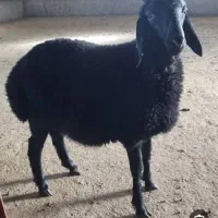 خر ید ار نسیه توقلی